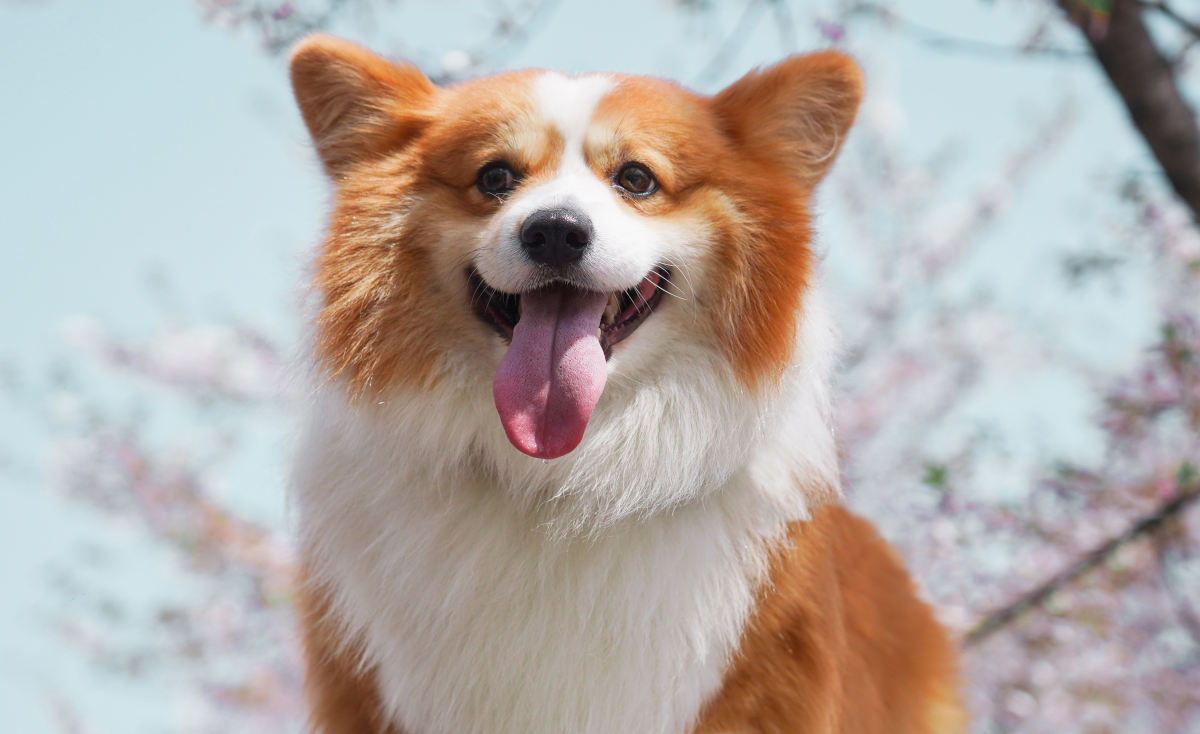 Corgi im Frühling