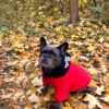 Hoodie Herbstlaub