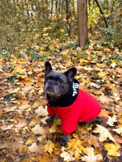 Hoodie Herbstlaub